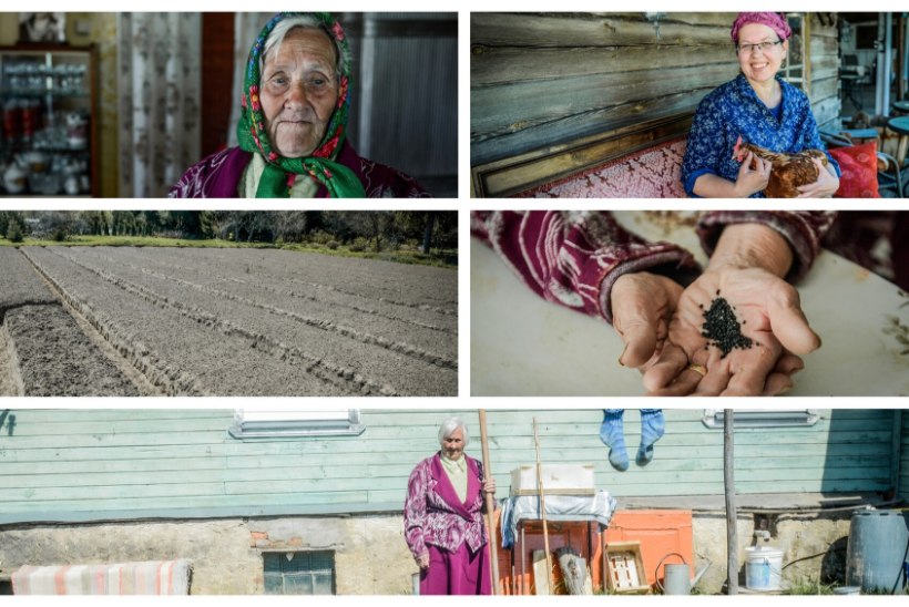 „NEIL ON KÕIK VALESTI TEHTUD.“ 85aastane Varvara kaevas kuus tundi, et teha pärimuskeskusele õiged Peipsimaa sibulapeenrad