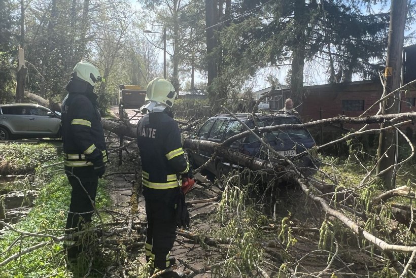 Lõuna-Eestit räsis tormituul: Valgas kukkus puu kahele autole