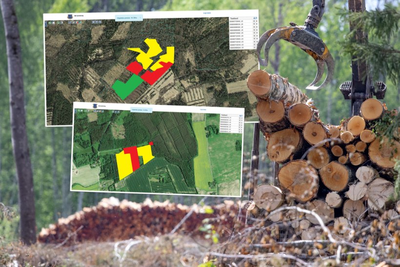 KUUSED LIIVA SISSE KASVAMA: kuidas tekivad Eesti metsadesse koletusuured raiesmikud?