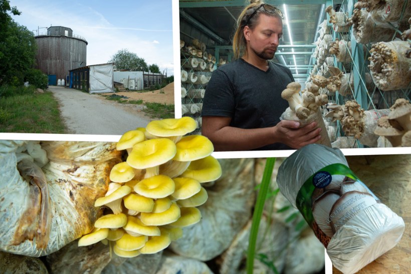 ÕL VIDEO JA GALERII | Seenefarmi peremees: „On oluline, et seeni saaks menüüs hoida aasta ringi.“