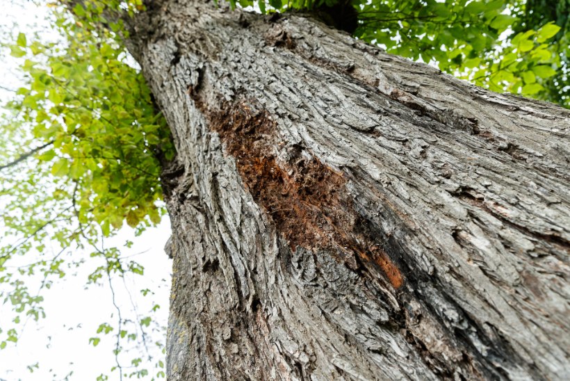 HÄVITAV REAKTSIOON: jalakasurmast haaratud puu tapab iseennast