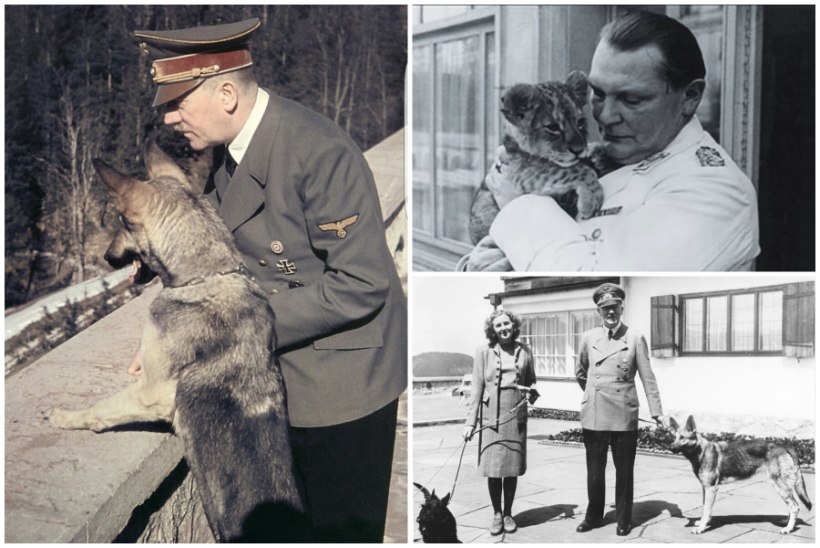 NATSIDEST LOOMAARMASTAJAD: Hitlerile pakkus rõõmu saksa lambakoer Blondi, Göring kasvatas lõvikutsikaid