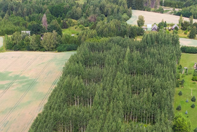 Piilume Eesti tulevikumetsa: kas kuused-kased jäävad ikka ellu?