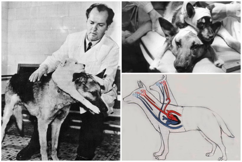NÕUKOGUDE FRANKENSTEIN: oma aja kirurgiageenius Vladimir Demihhov valmistas kahe peaga koeri