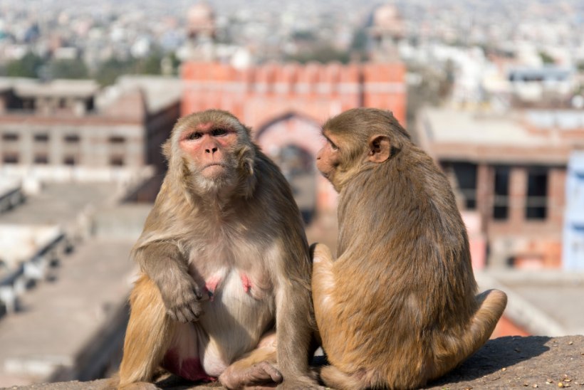 NUTIKAD LAHENDUSED: India kardab, et ahvid võivad rikkuda G20 kohtumise