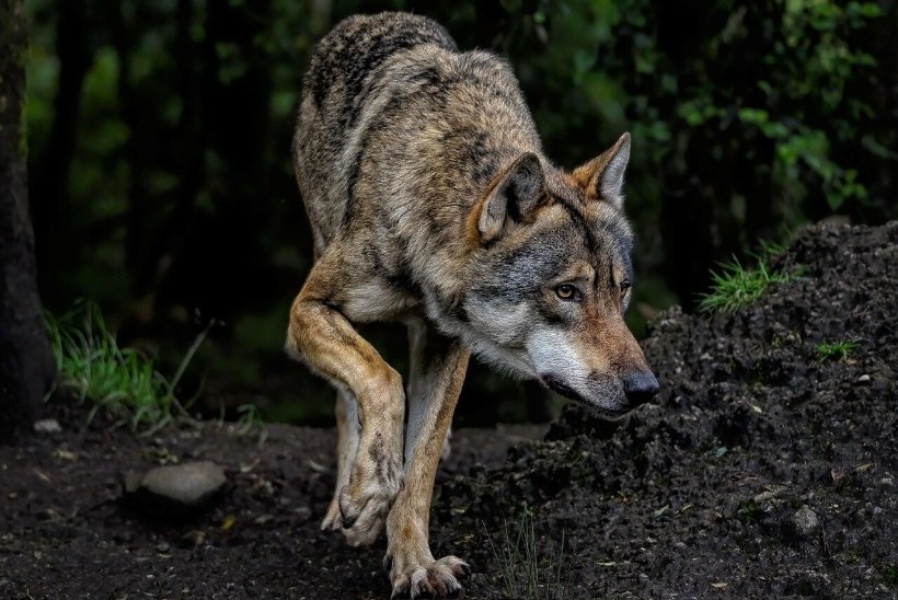 JAHT METSAKUTSIKATELE: Eesti saareke jääb huntidele liiga väikeseks
