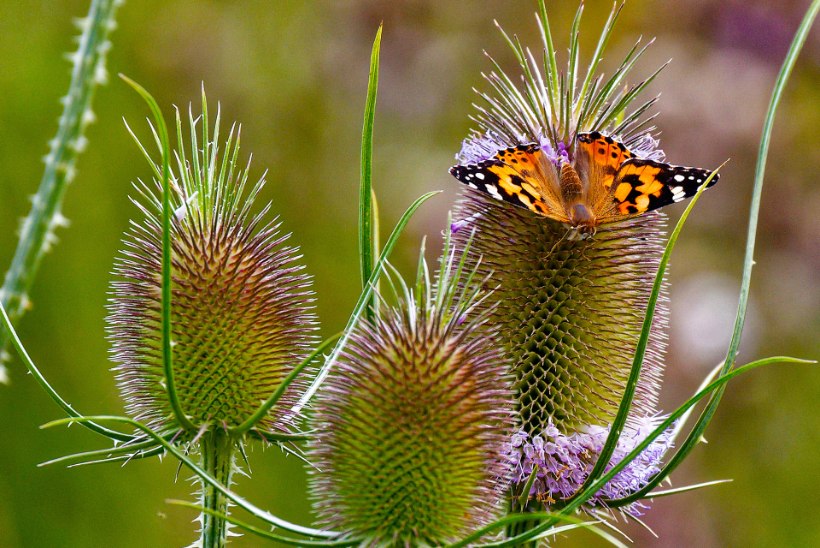 Lindudele nokatäiteks: paljud liblikate lemmiktaimed on väärt toidulaud ka aialindudele