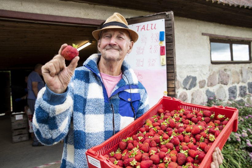 „Anna kõigile natukene!“ Minister jättis maasikakasvatajad rahakülvamisel kuivale