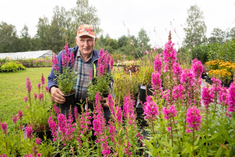 Aasta püsilille konkursi eestvedaja Lembit Kaarna: „Kes soovib hooldusvaba lillepeenart, mingu botaanikaaeda!“