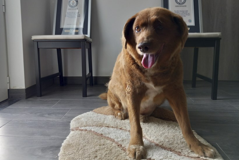 SKANDAAL LOOMARIIGIS: Guinnessi rekordiraamat võttis maailma vanimalt koeralt tiitli!