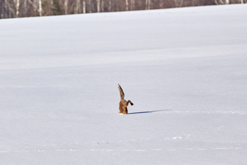 Kes siin lumel käis? Mine mööda rada viimase jäljeni – selle küljes peab olema ka loom!