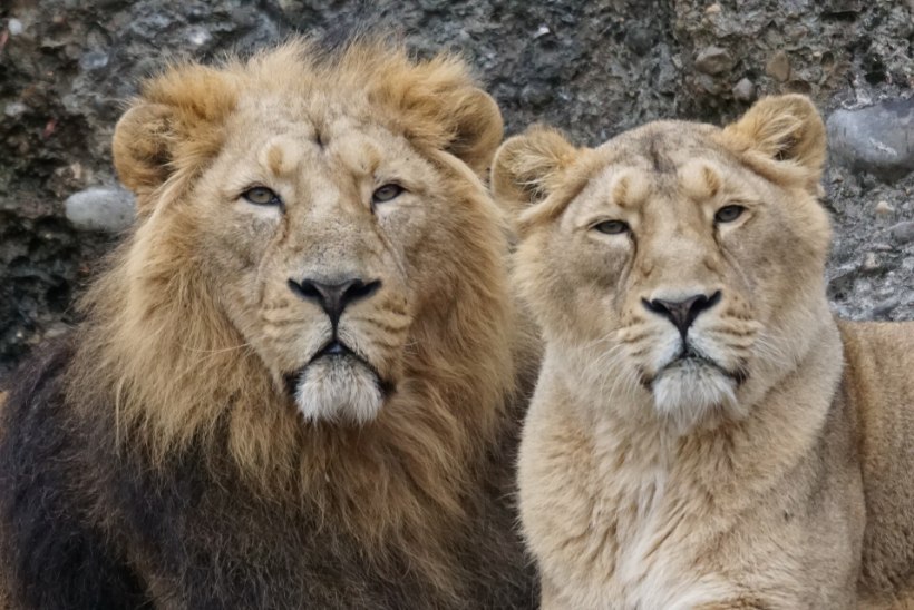 India loomaaed tiriti lõvidele pandud „jumalavallatute“ nimede pärast kohtuvaidlusesse