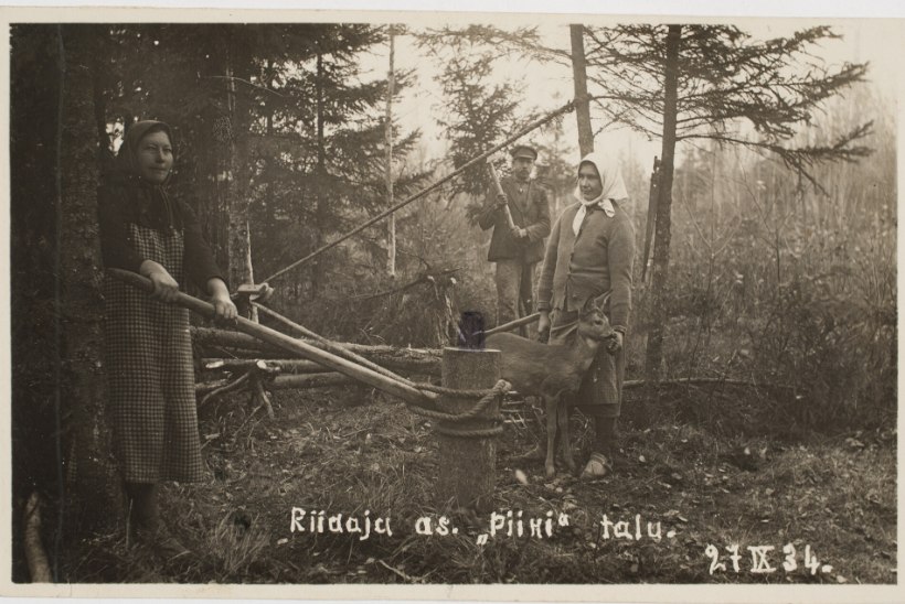 Ajalugu | Metsahoiukomiteed ja metsandusnõukogu Eesti metsanduse ajaloos