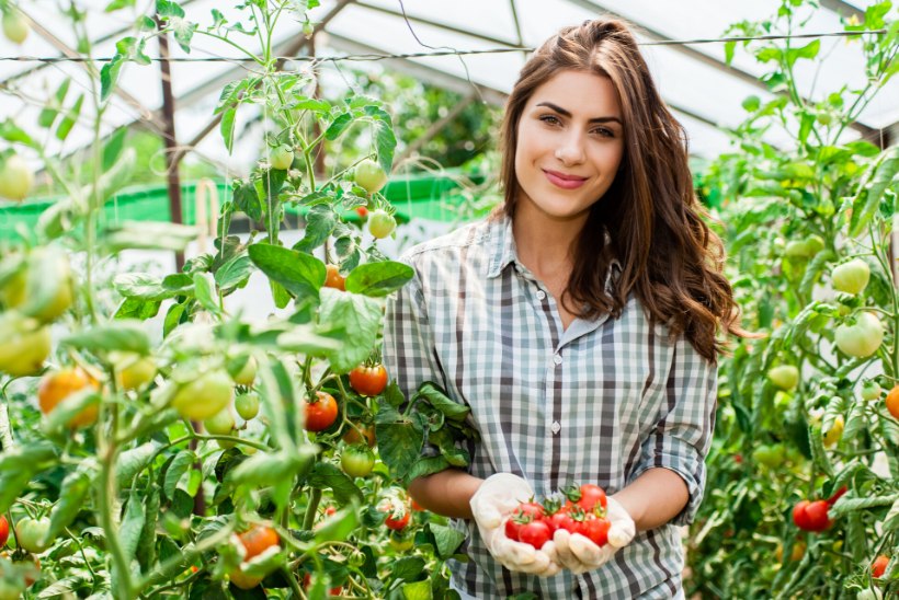 Puust ja punaseks: kuidas kasvatada tomateid?