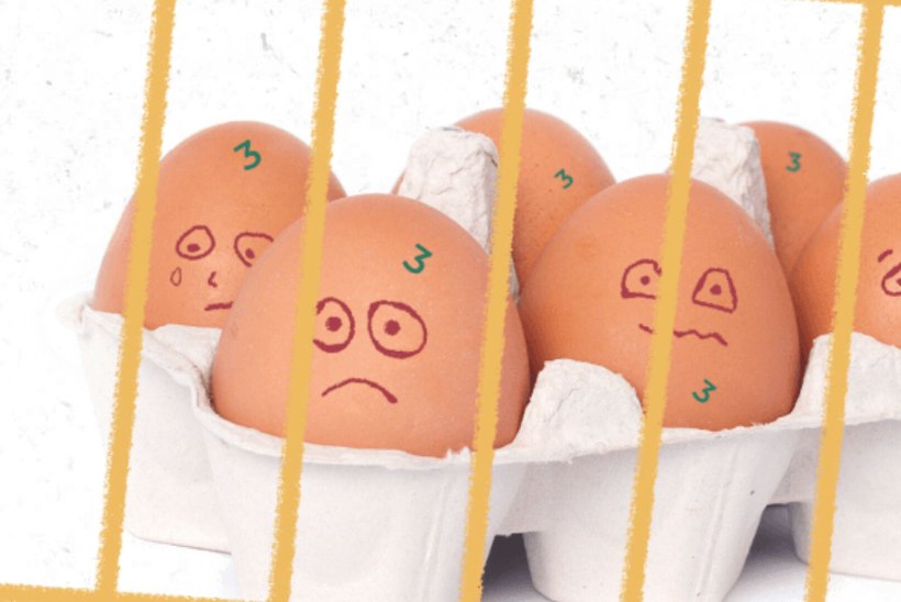 Kuidas olla kindel, et Sinu ostukorvi jõuavad julmusevabad munad?