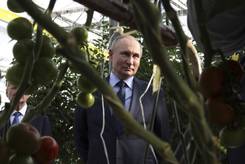 VIDEOD | TEISIKU VISIIT? Vladimir Putin suudles vanemaid daame ja silitas tomateid