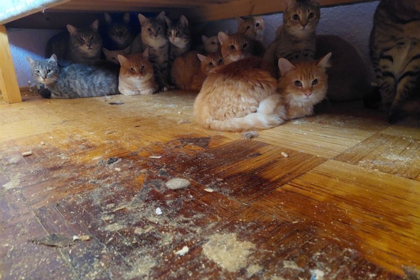 Pärnus võeti omanikult ära 28 kassi