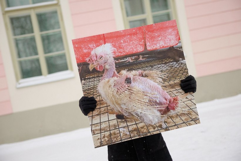 Sajad inimesed tulevad osalema rongkäigule kanade puurispidamise keelustamise toetuseks