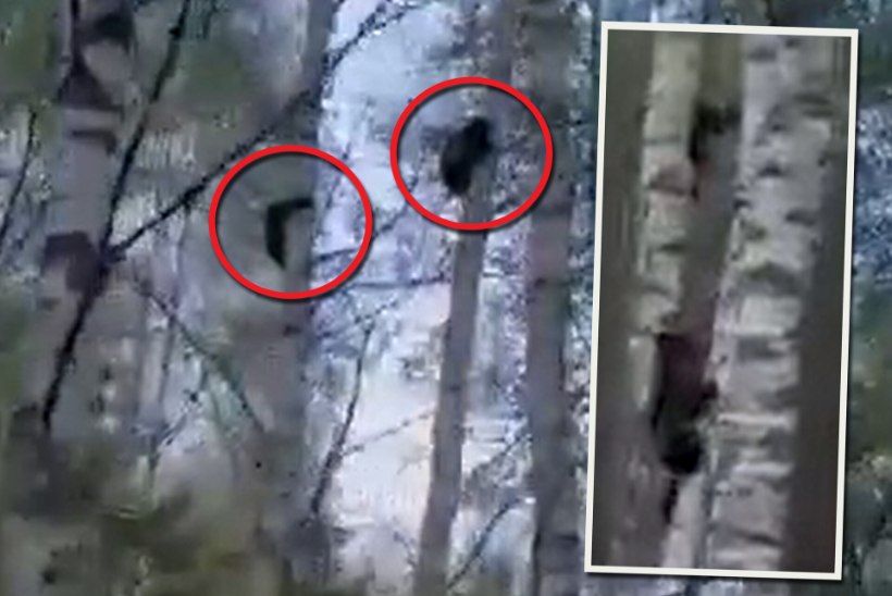 VIDEO | „Džiisas, kui õudne, samas nii äge!“ Setomaal ronis majade lähedal mööda puid karuema koos nelja pojaga