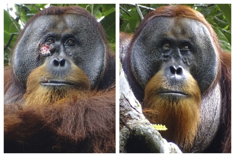 KÕRGEM INTELLIGENTS: Sumatra orangutan ravis ennast ise terveks