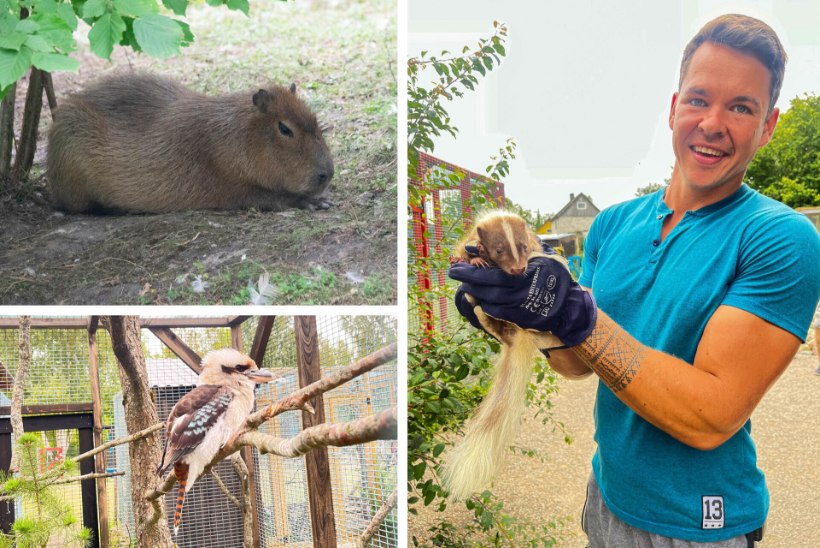 Kapibaara, skunk ja kookaburra – Saaremaa loomaaias saab uudistada siinkandis haruldasi loomi nagu maal vanaema juures