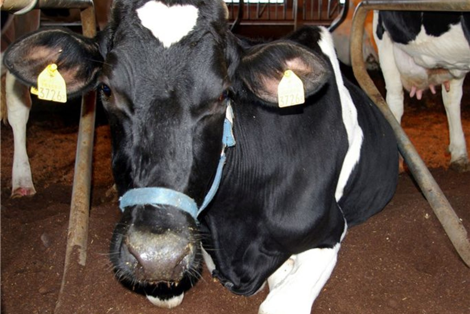 Lehmadele õmmeldakse külma kaitseks rinnahoidjad!
