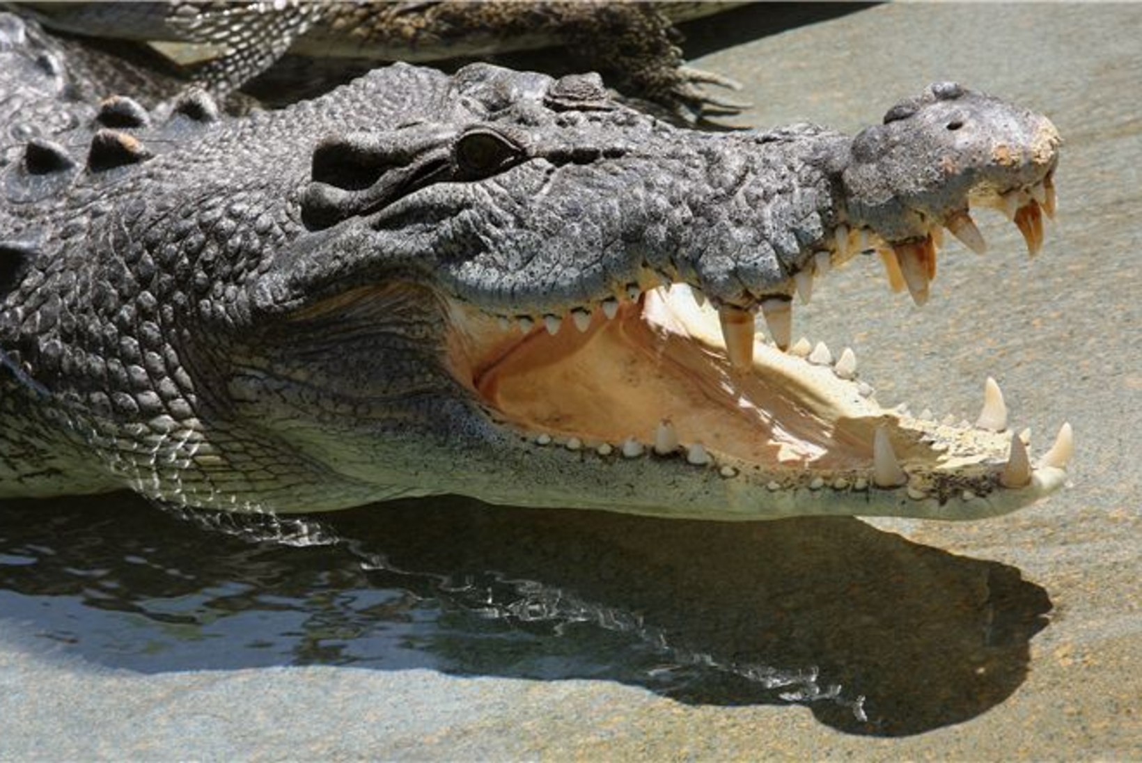 Krokodill hammustas tüdrukul pea otsast