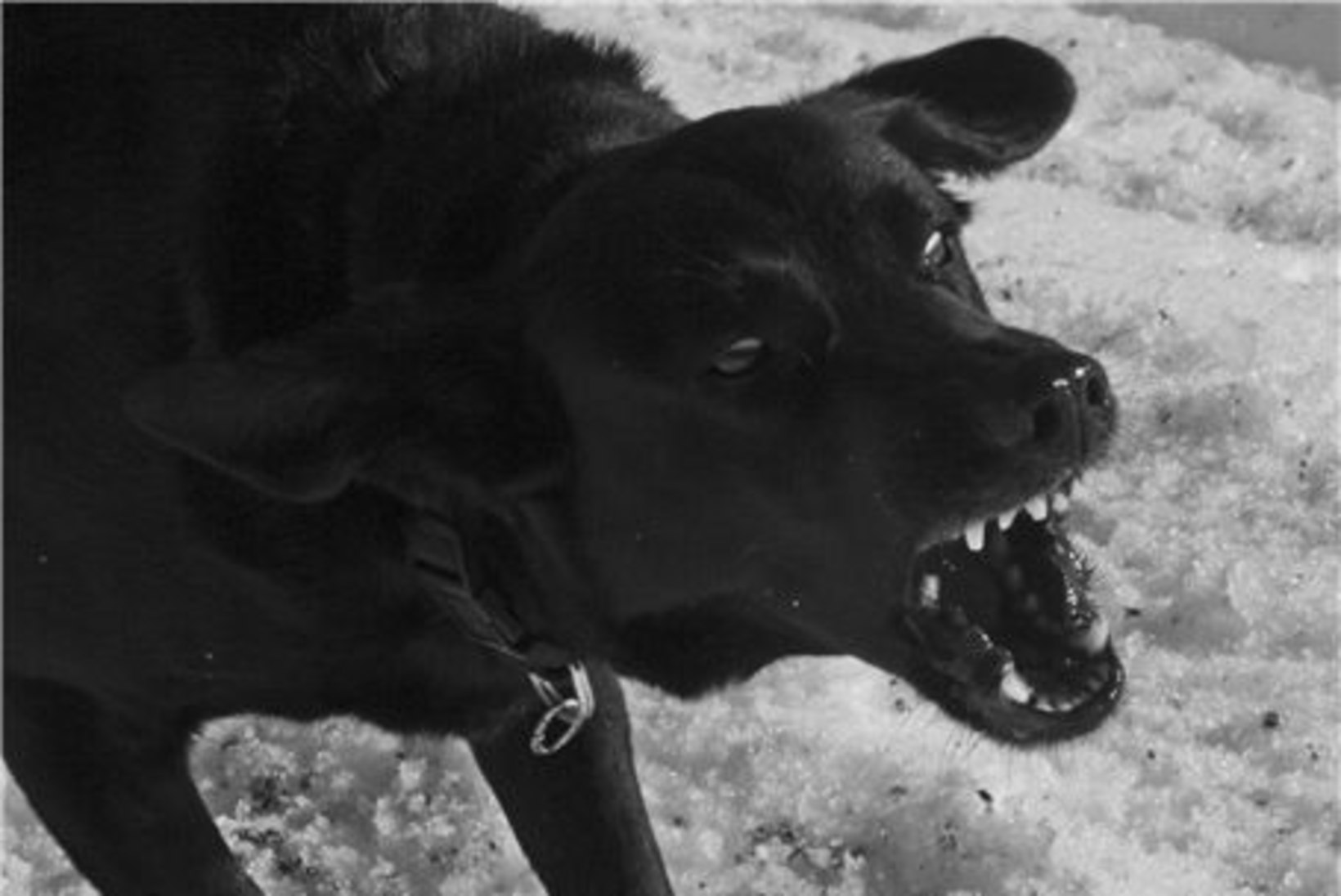 Сон напала черная собака. Злой пес. Самые опасные собаки. Злые собаки нападают на людей.