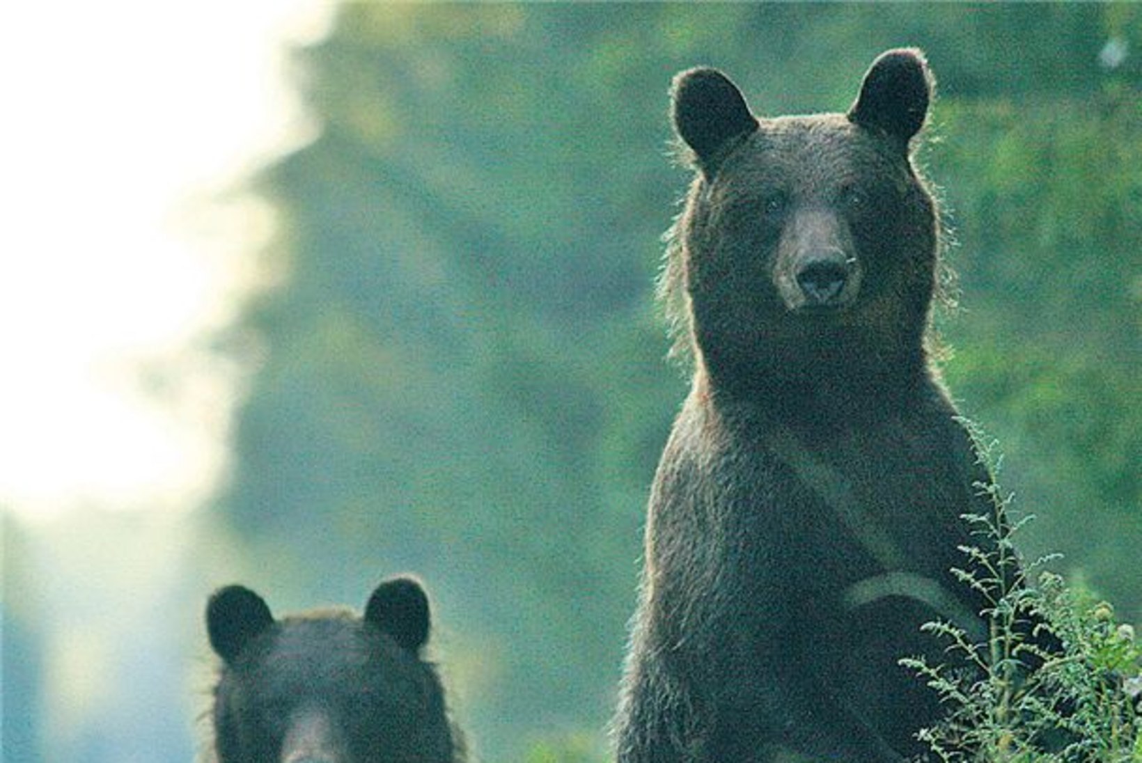 Karu ei mahtunud kaamerasse ehk Looduspiltniku ohtlik elu