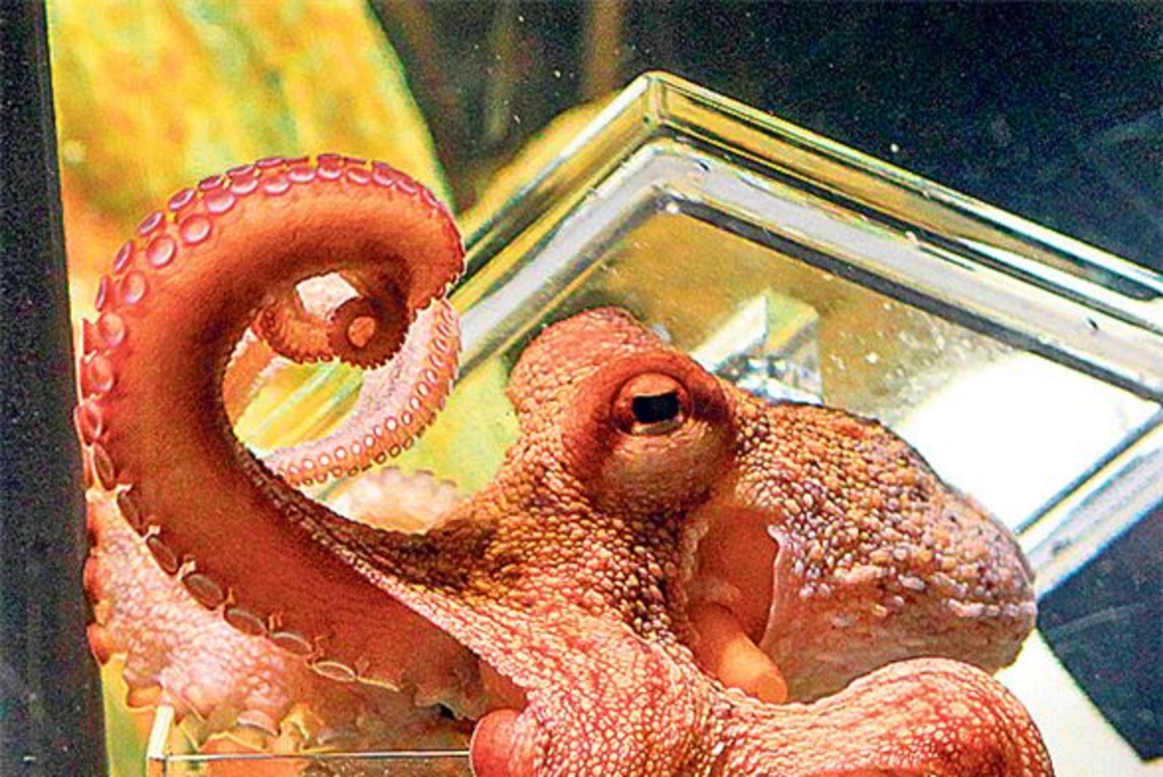 Kaheksajalg Paul
