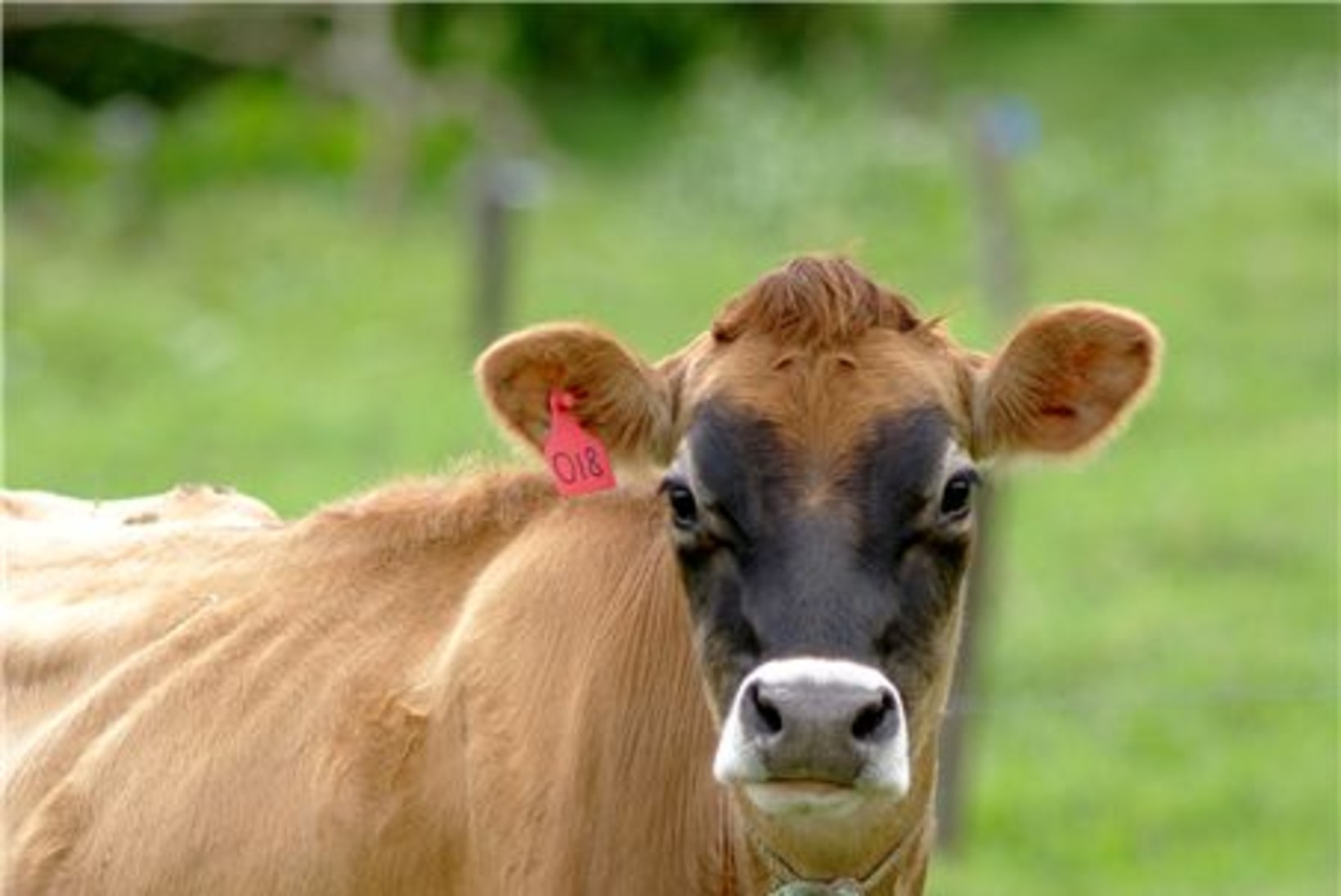 USKUMATU: Teadlased aretasid lehmad, kellelt saab inimpiima
