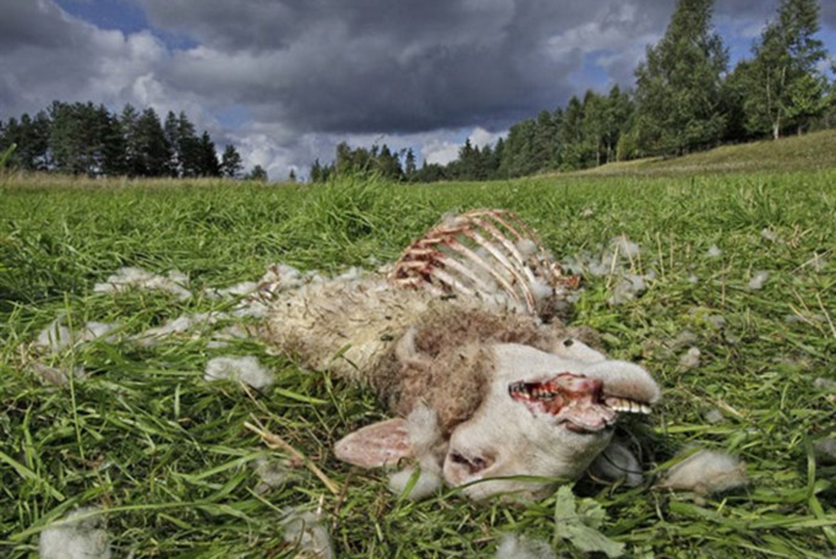 Saaremaal murtud tänavu lambaid 11 korda mullusest enam