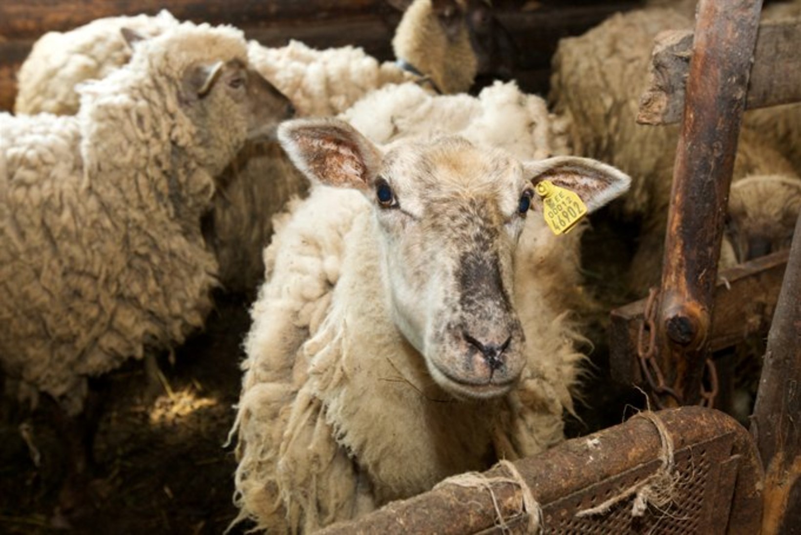 Saaremaal murdsid hundid taas kümme lammast