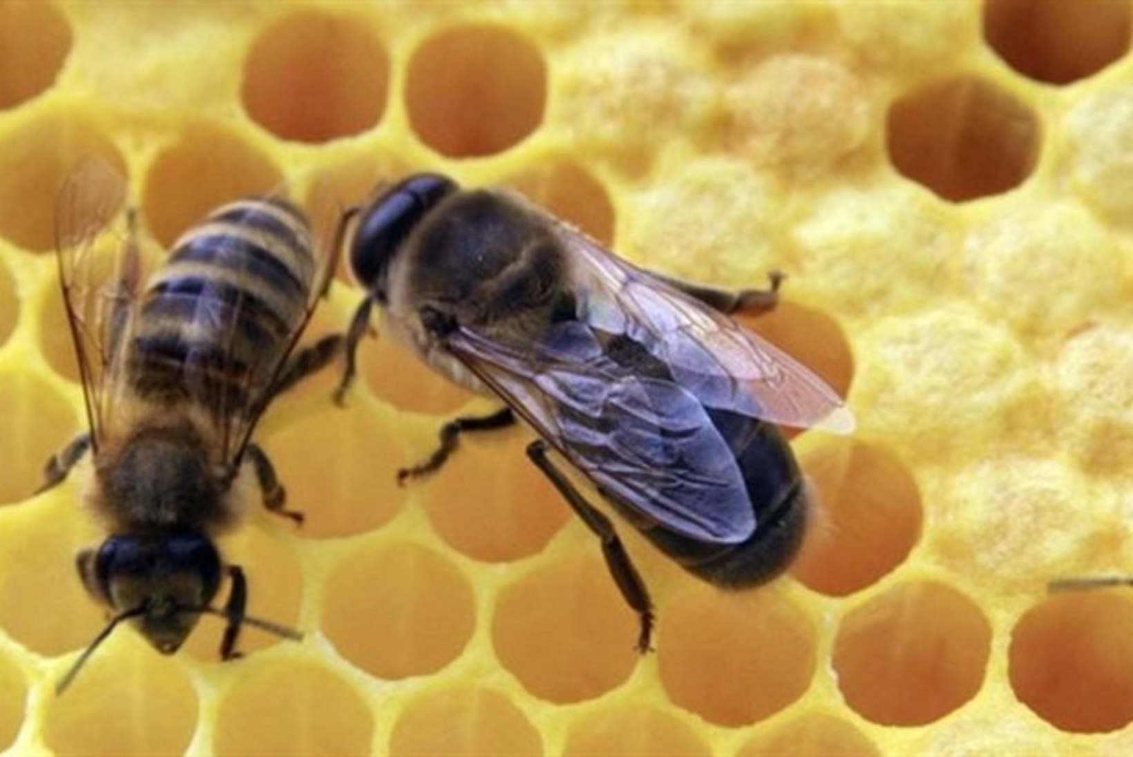 Mesilaste nõelamise tagajärjel sureb Eestis igal aastal paar inimest