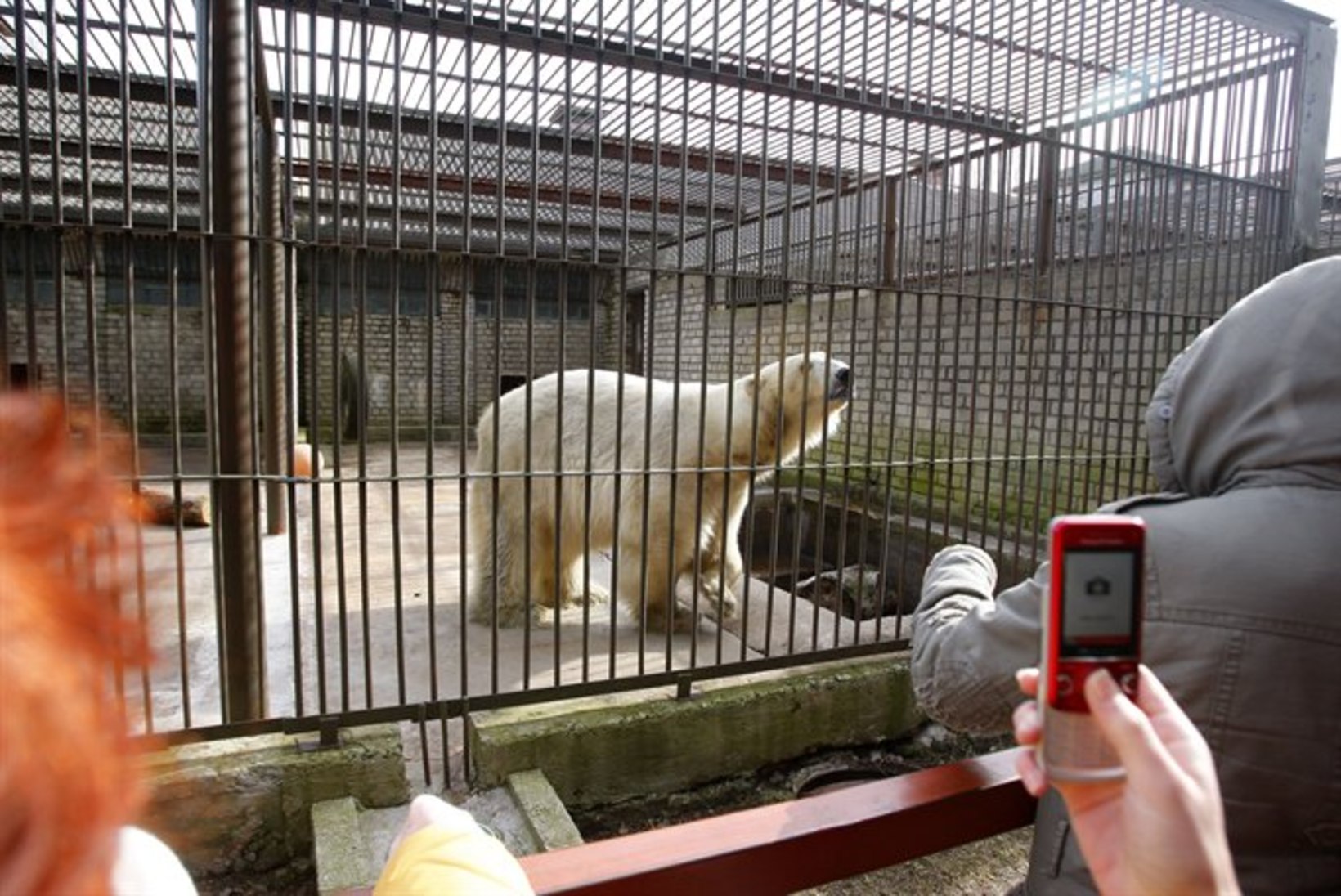 Tallinna loomaaia jääkarud vajavad abi