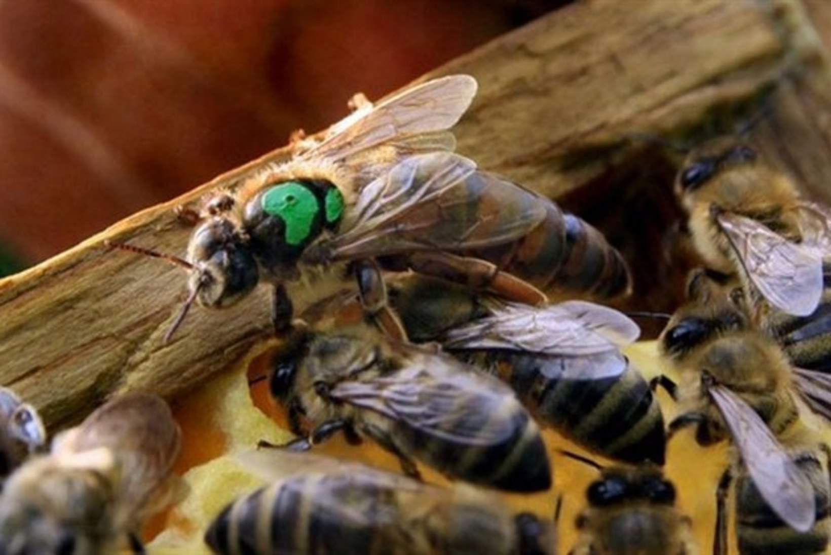 INTENSIIVNE PÕLLUMAJANDUS: Eestis on hakanud surema mesilased