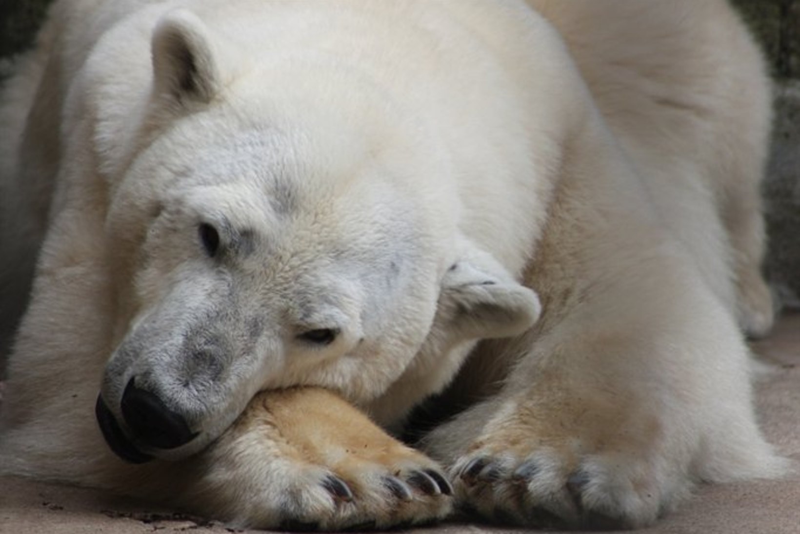 Tallinna loomaaias toimub jääkaru päev