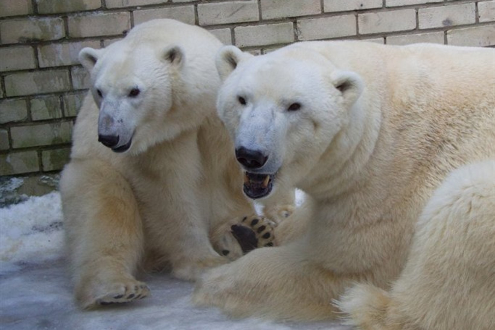 Tallinna loomaaias toimub jääkaru päev