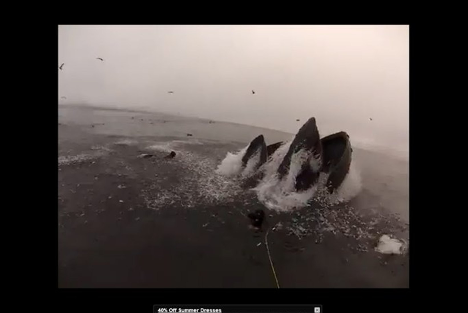 VIDEO: vaata, kuidas sukelduja pääses napilt vaala söögilauale sattumisest 