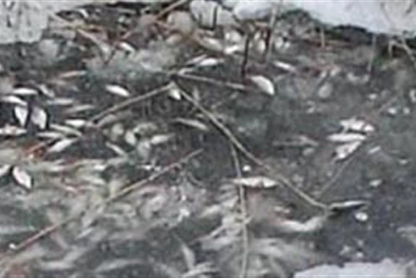  Nasva jões on sel nädalal surnud mitu tonni kala 
