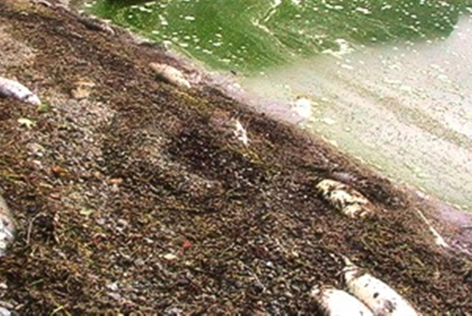 Jägala jões oli saasteainete sisaldus kohati lubatust kuni 15 korda suurem