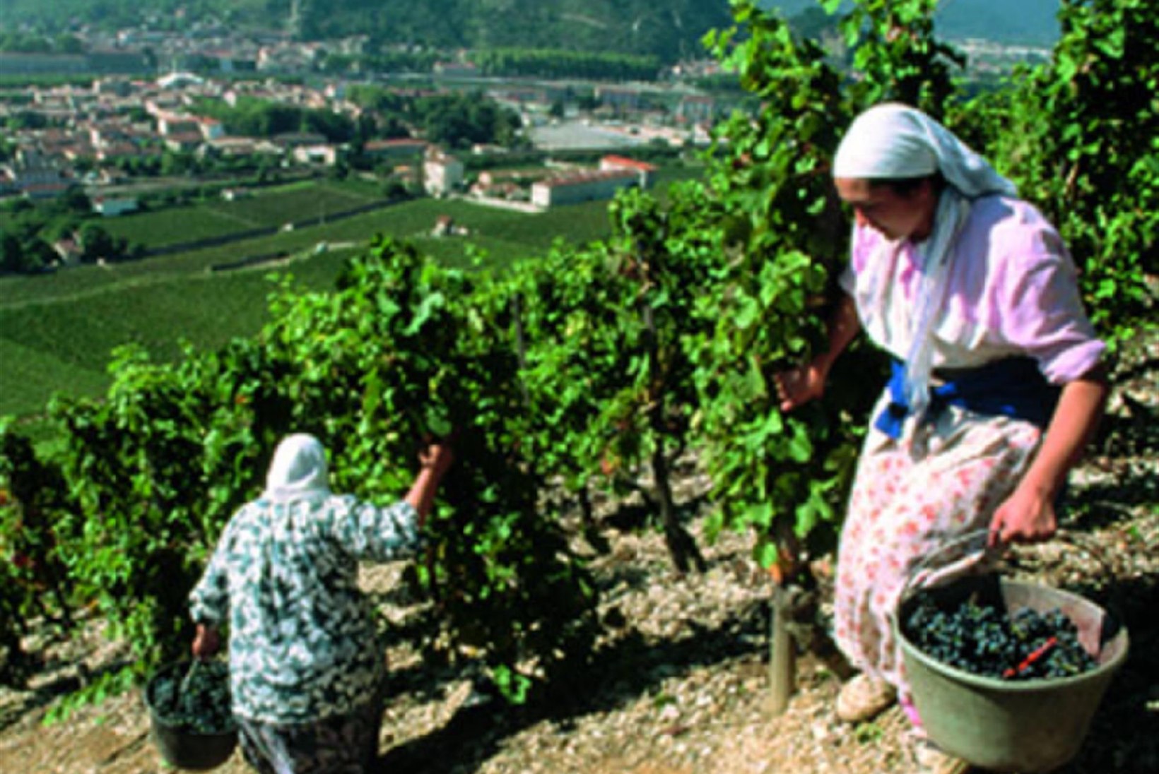 Friuli - viinamarjakarnevali maa