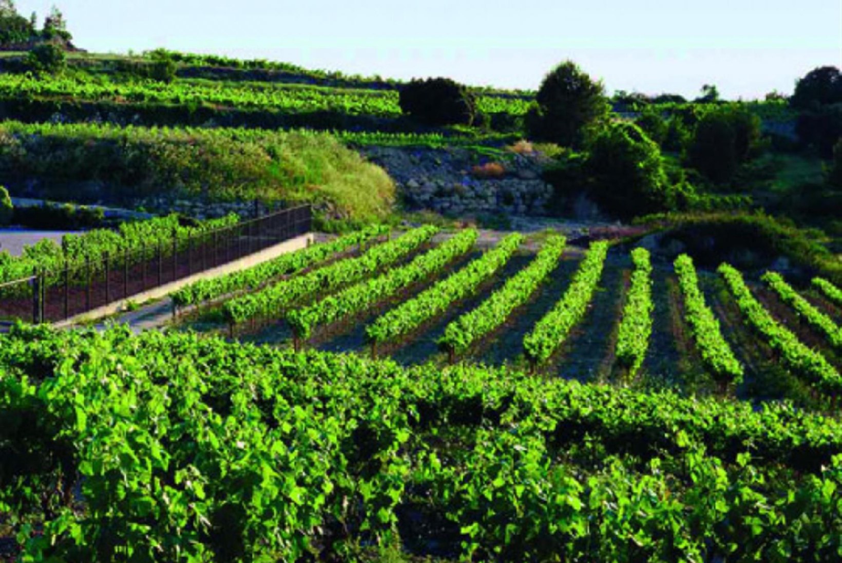 Ribera del Dueros valmivad Hispaania veinihitid