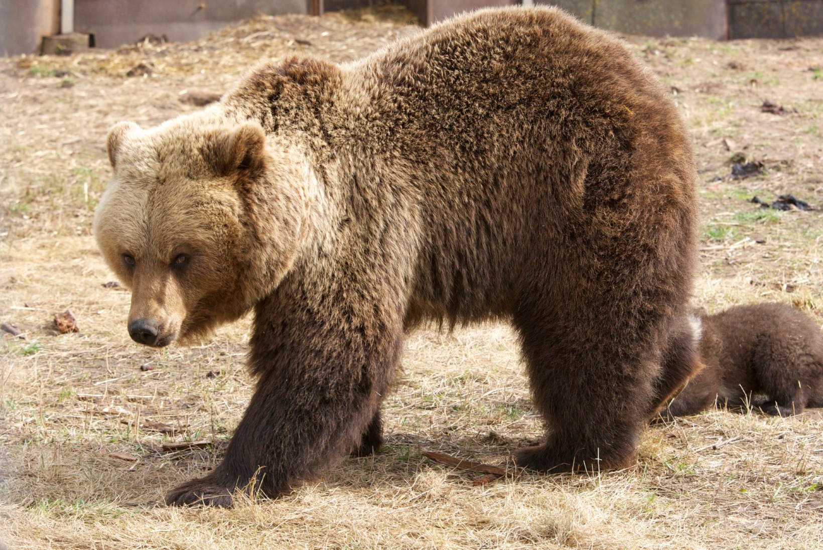 Karu ründas Rootsi jääpalliklubi väravavahti