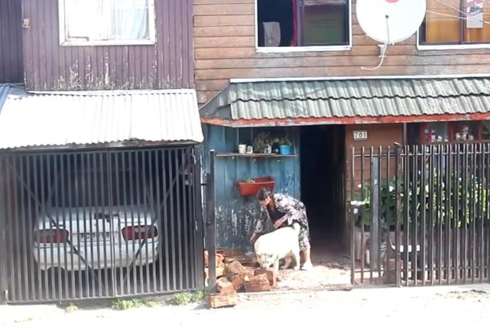 VIDEO: Koer aitab eakal paaril küttepuud majja vedada