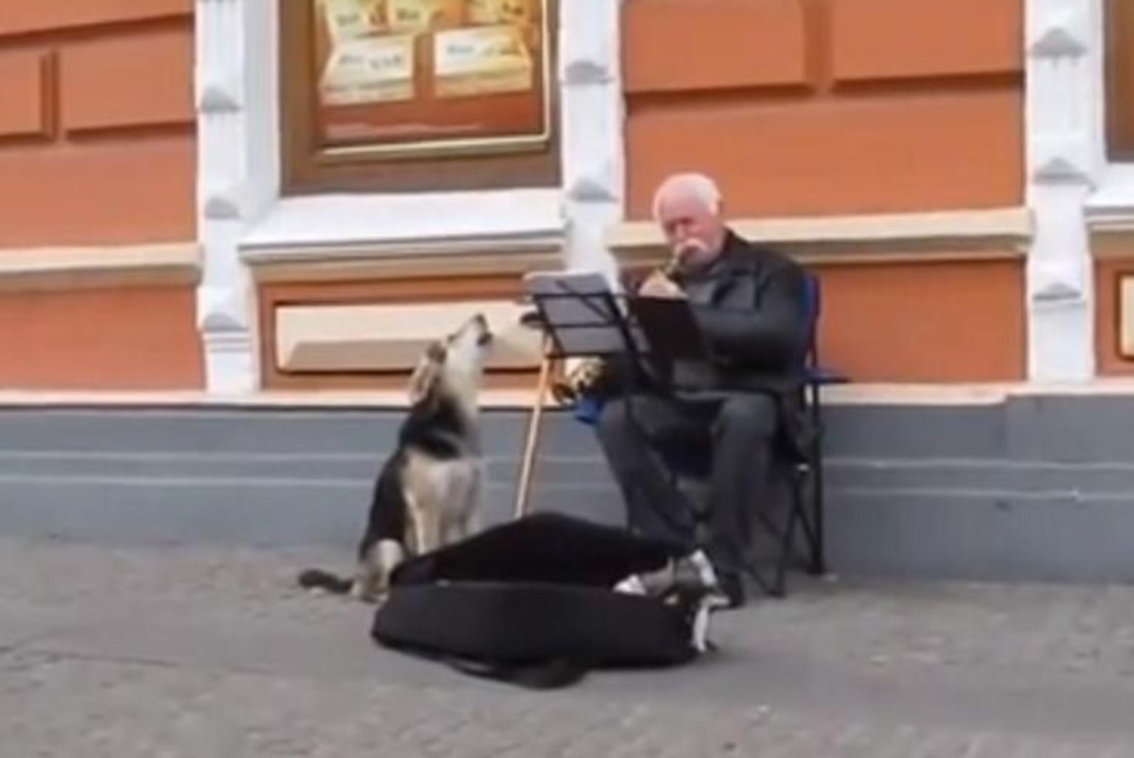 VIDEO: Hulkuv koer läks tänavamuusikule appi raha teenima
