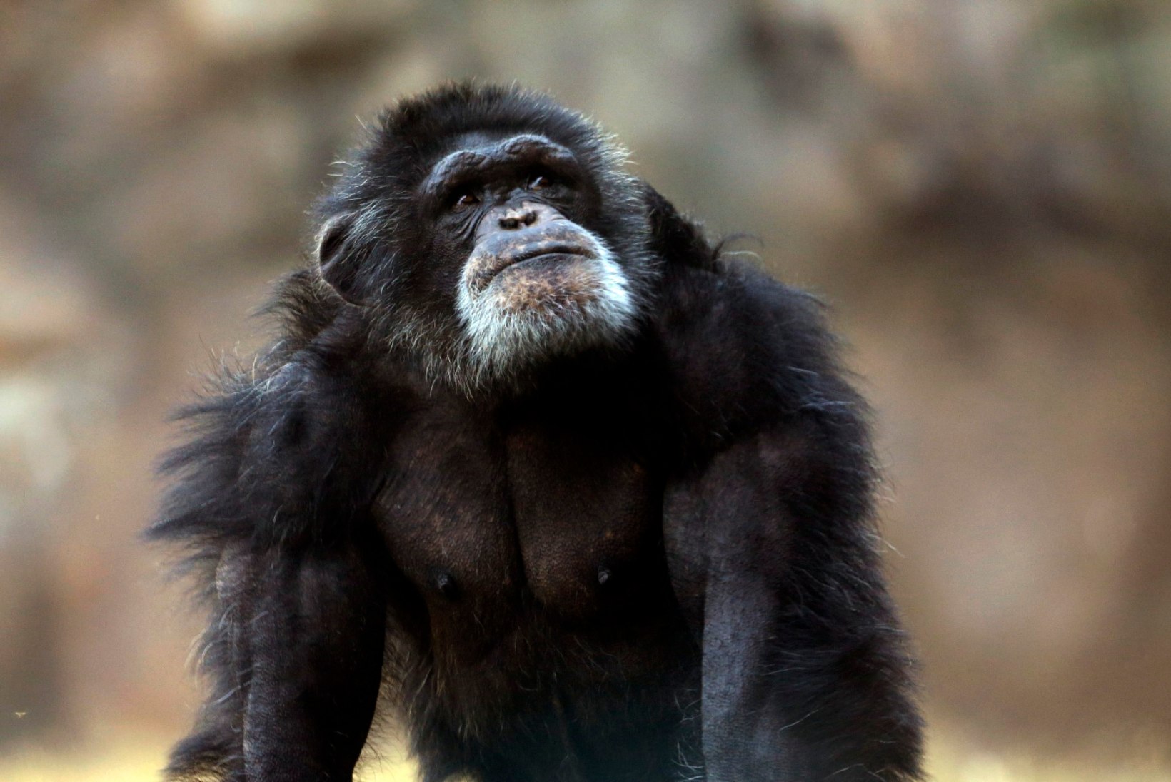 New Yorgi kohtud ei andnud šimpansidele inimõigusi