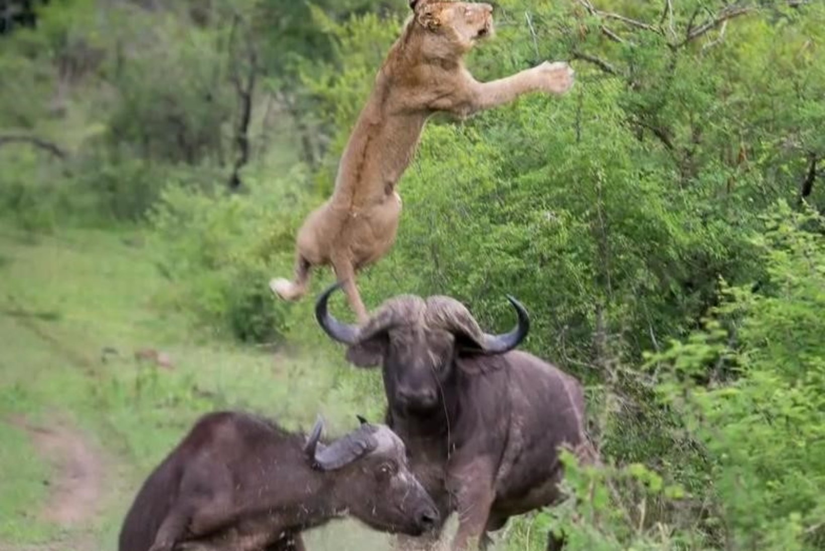 VIDEO: pühvel viskas sõbra päästmiseks lõvi õhku