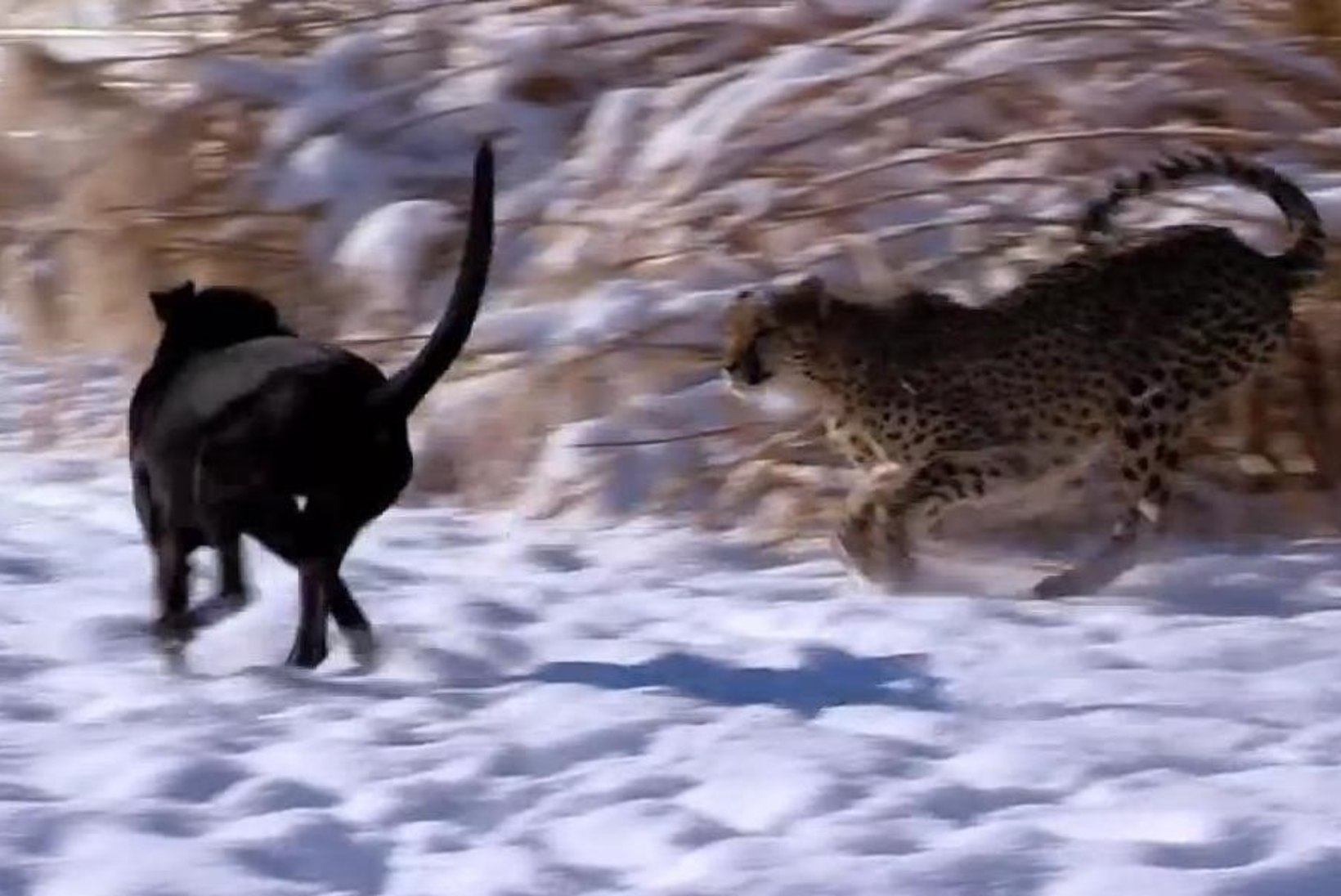 VIDEO: gepard ja koer nautisid koos talverõõme