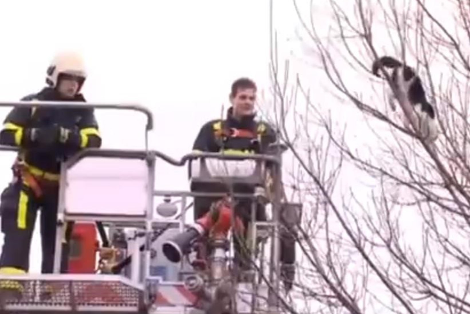 VIDEO: puu otsa kinni jäänud kass keeldus tuletõrjujate abist 